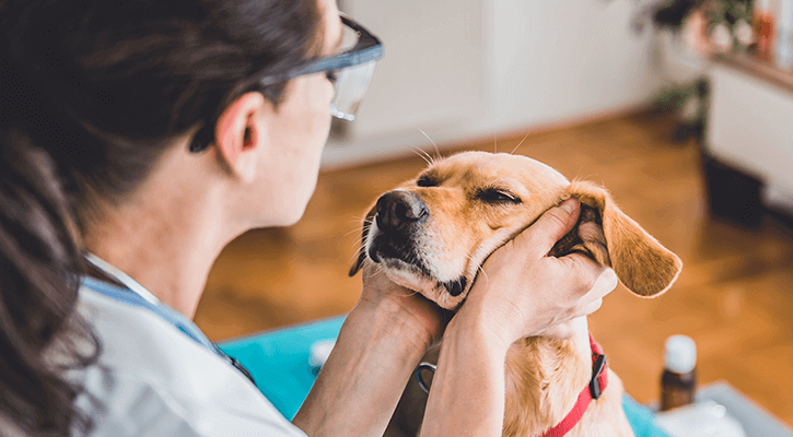 Veterinary Clinic in Cedar Park | New Hope Animal Hospital