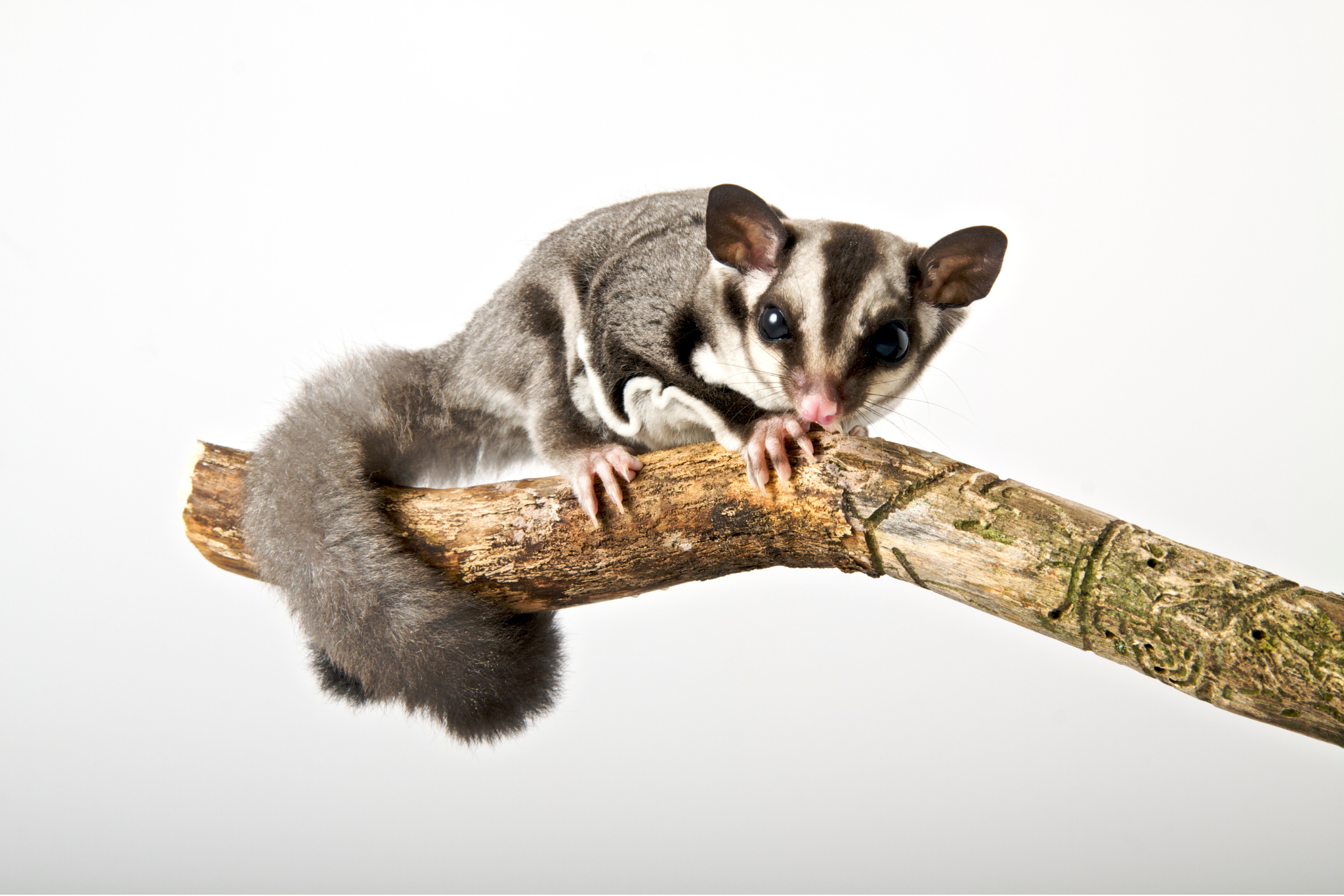 Exotic Pets Exotic Pets